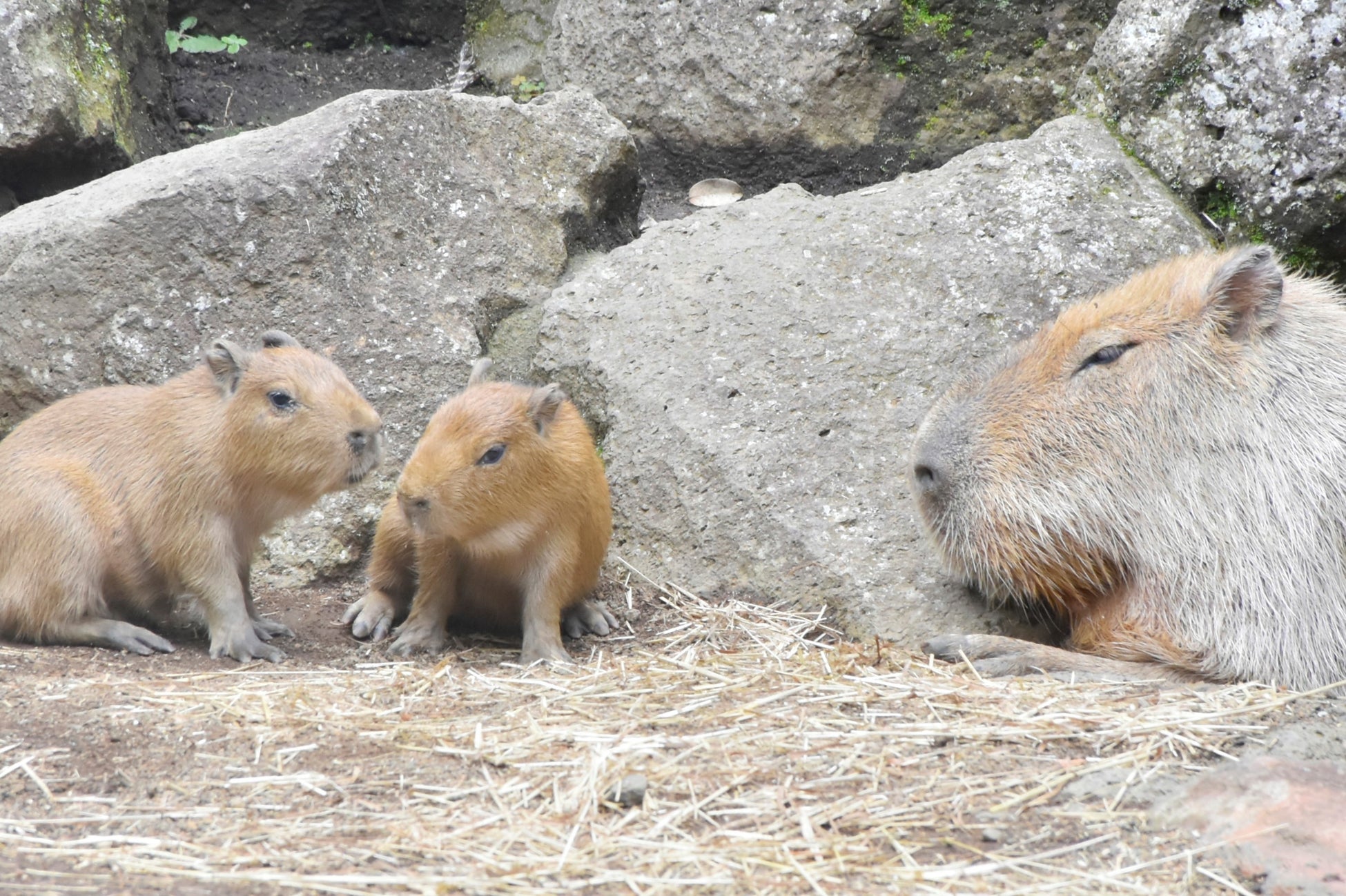 箱根海賊船　夏の想い出クルーズ　第２弾　｢花火クルーズ｣を運航いたします！