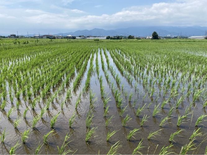 ＜SDGs田植えプロジェクト＞スタート地域共生＆食品ロス削減へ・収穫米は運営ホテル旅館で提供