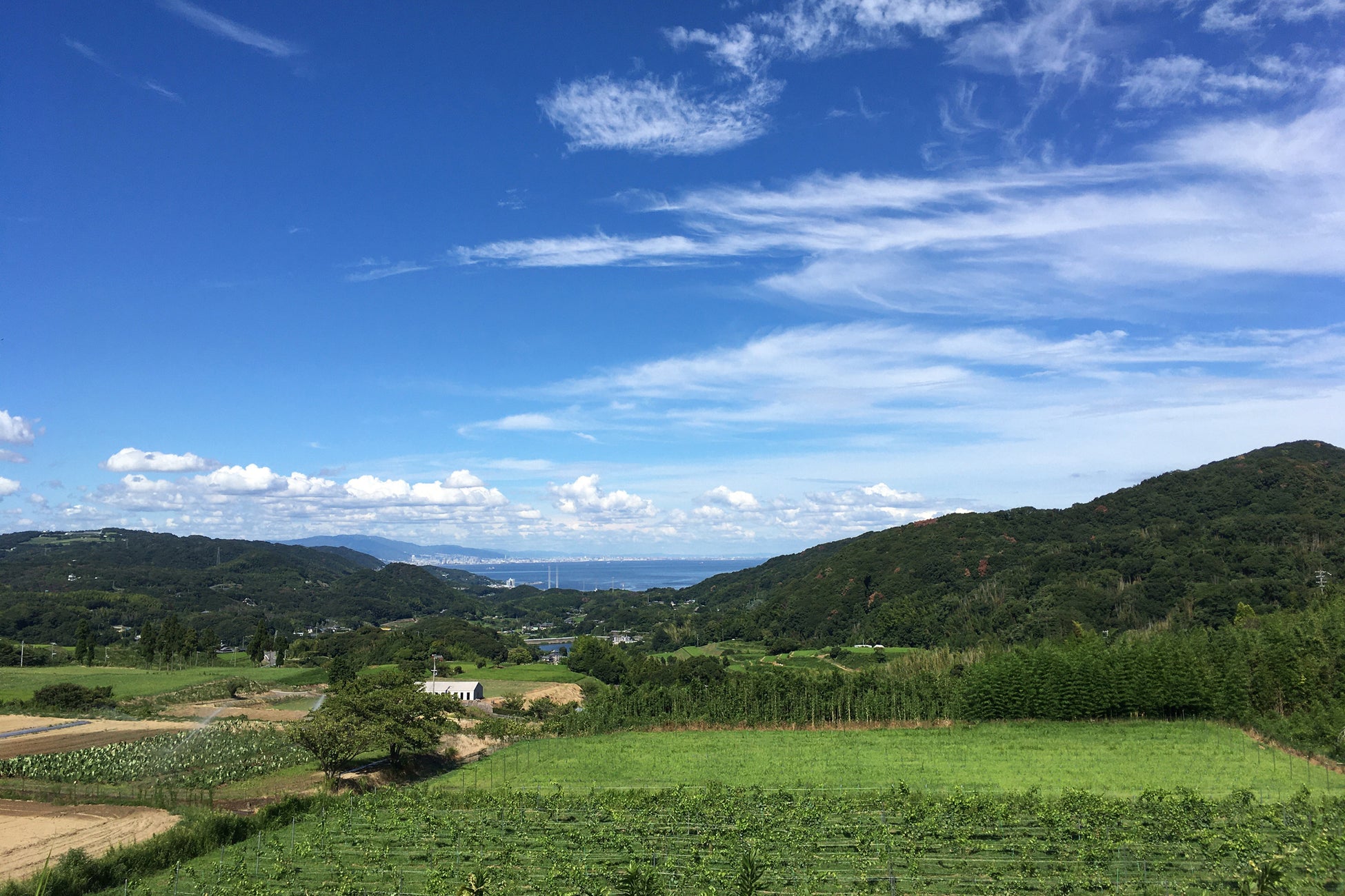 「墨絵師 井上慶美×東京タワー 朝茶の湯」　展望台からの景色を眺めながらお茶を味わう”朝茶の湯”＆”水墨画ライブパフォーマンス”のコラボレーションが決定！