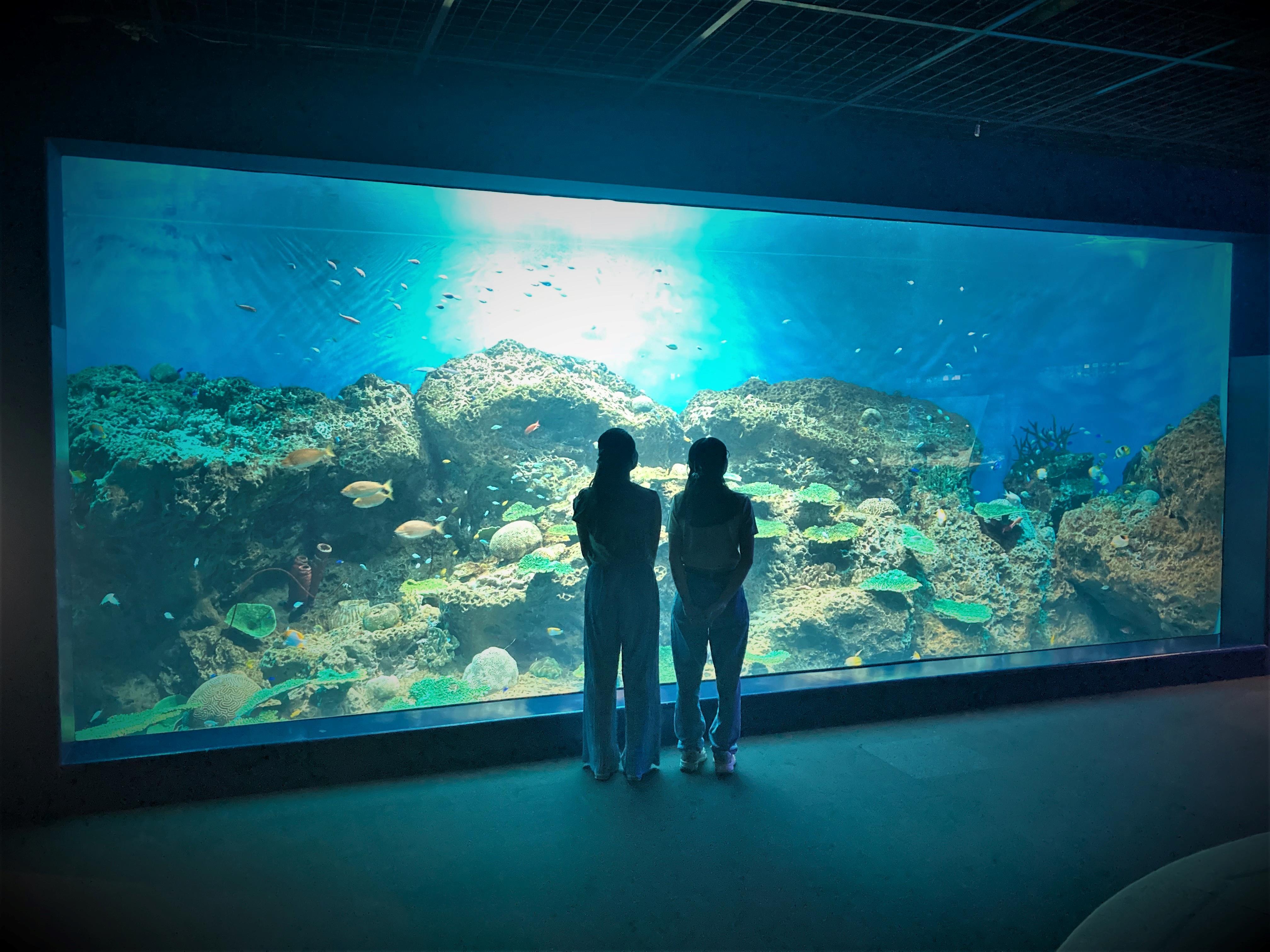 アクアワールド茨城県大洗水族館の 「きらめく珊瑚礁の魚たち」水槽が7 