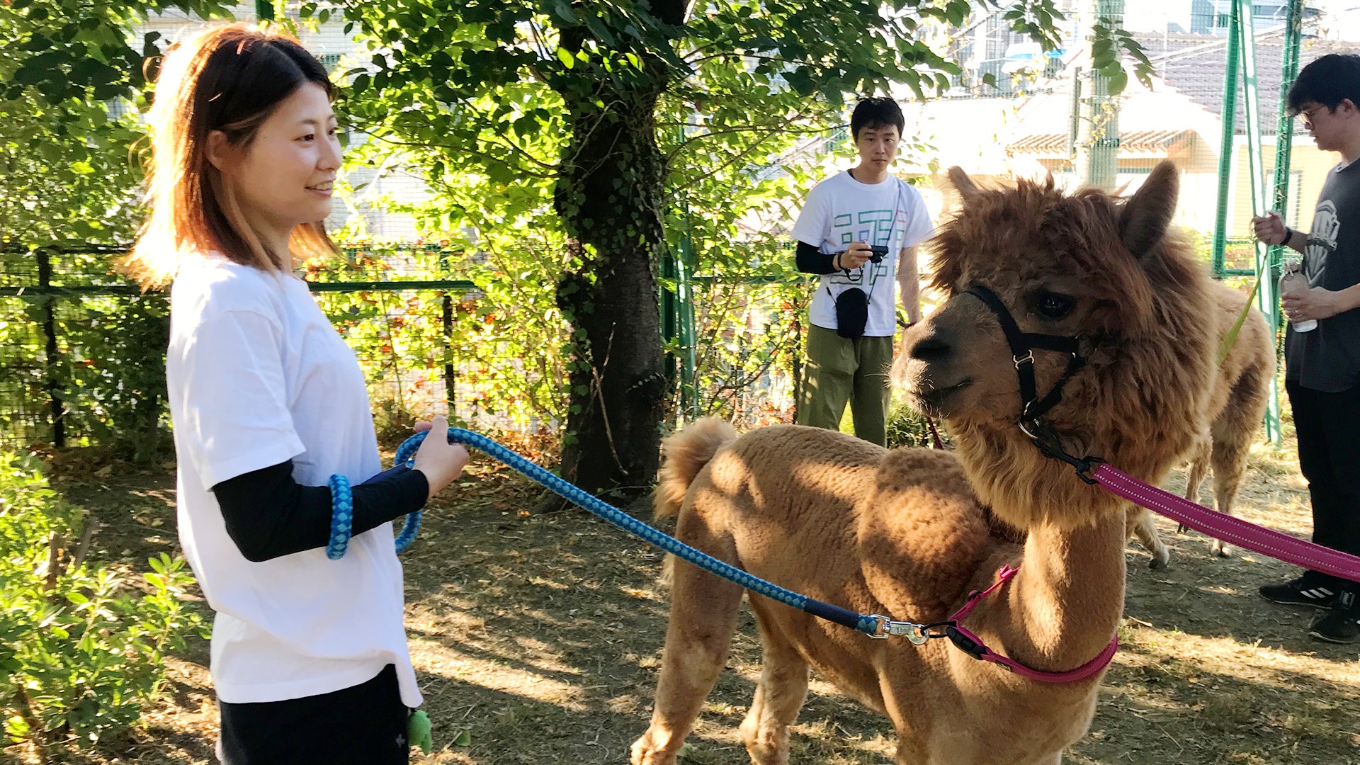 四国水族館の宣伝隊長「しゅこくん」と サンリオの人気キャラクターが初コラボ！ サンリオのキャラクター達が四国水族館に遊びにきたような 限定デザインのお菓子が8月11日（金・祝）より新発売！