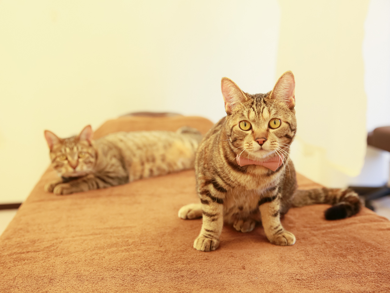 来日外国人の動きが、観光から体験型に変化
亀戸梅屋舗で開催の和太鼓ワークショップが訪日外国人に人気!
次回は2023年9月16日(土)に開催