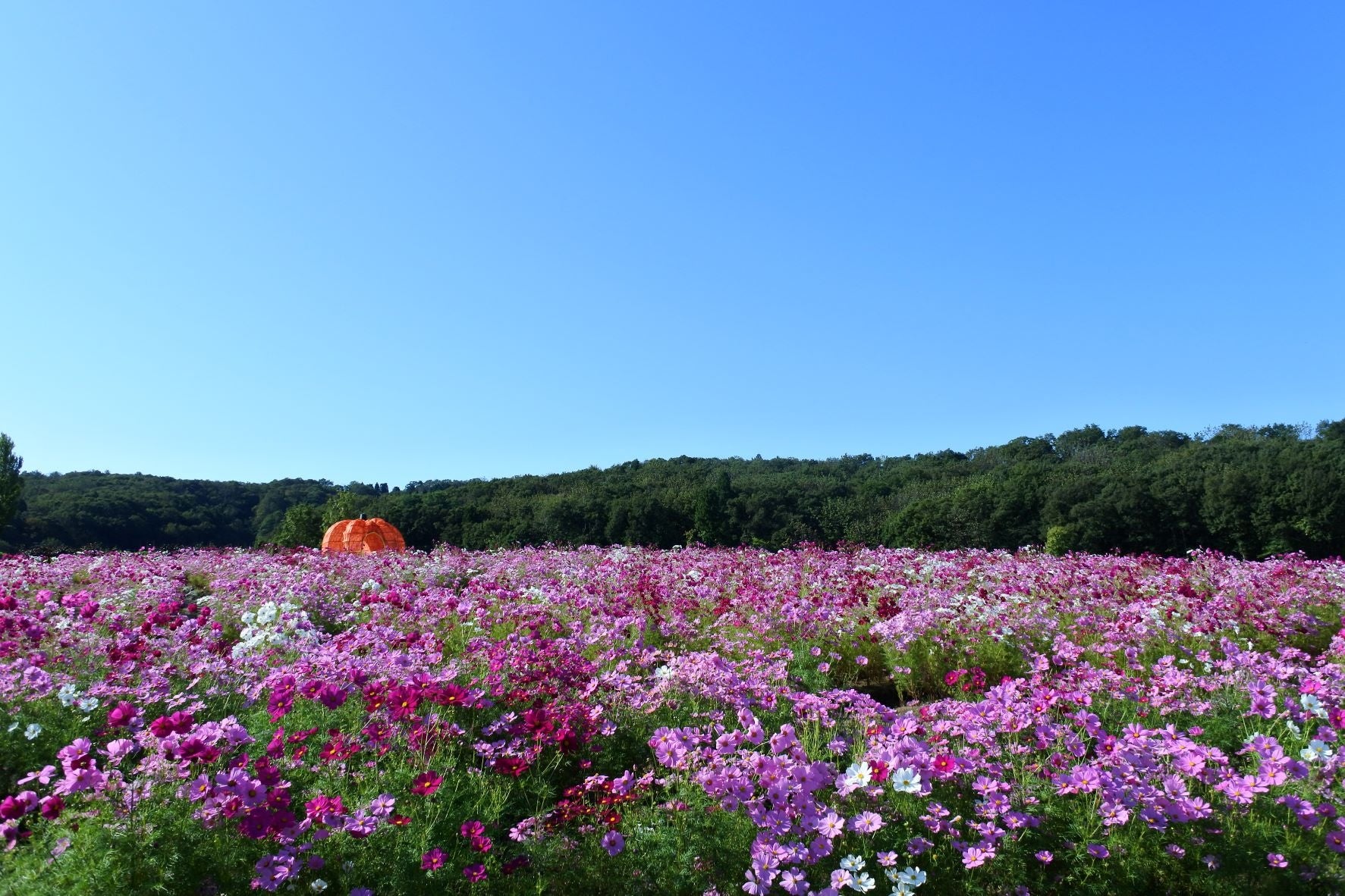 【関西・岡山】人気グランピング施設「ザランタンあば村」秋の行楽シーズンに向けて、ブランディング動画をリリース