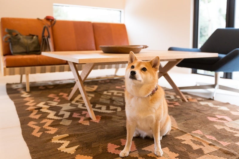 これ“も”いいのだ!~All is Fine!~「レインボーフェスタ!2023」に協賛及びブース出展いたします!