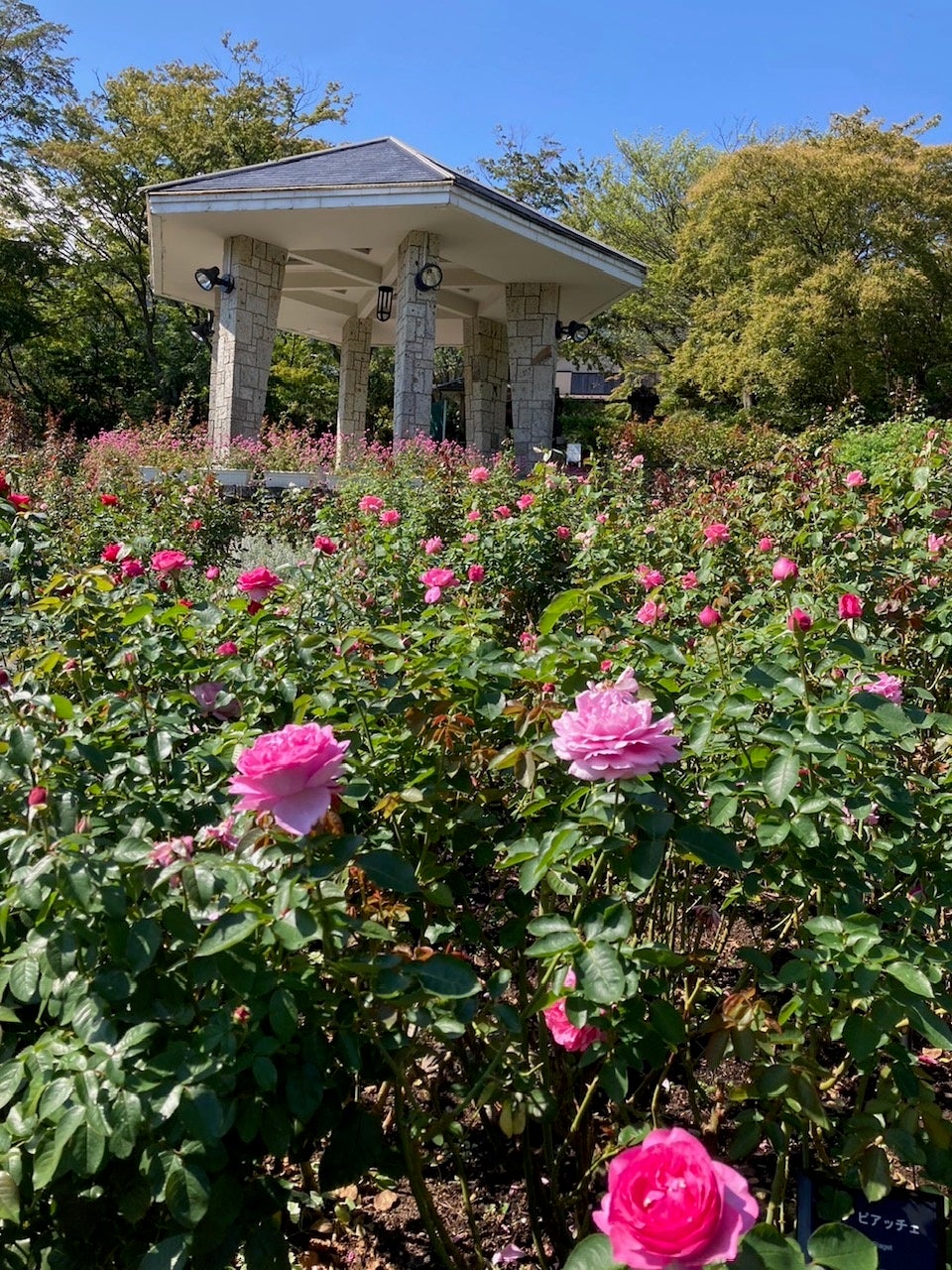 大好評により！秋バラ開花に合わせて「まるわかり！箱根強羅公園ガイドツアー2023 秋」を開催します。