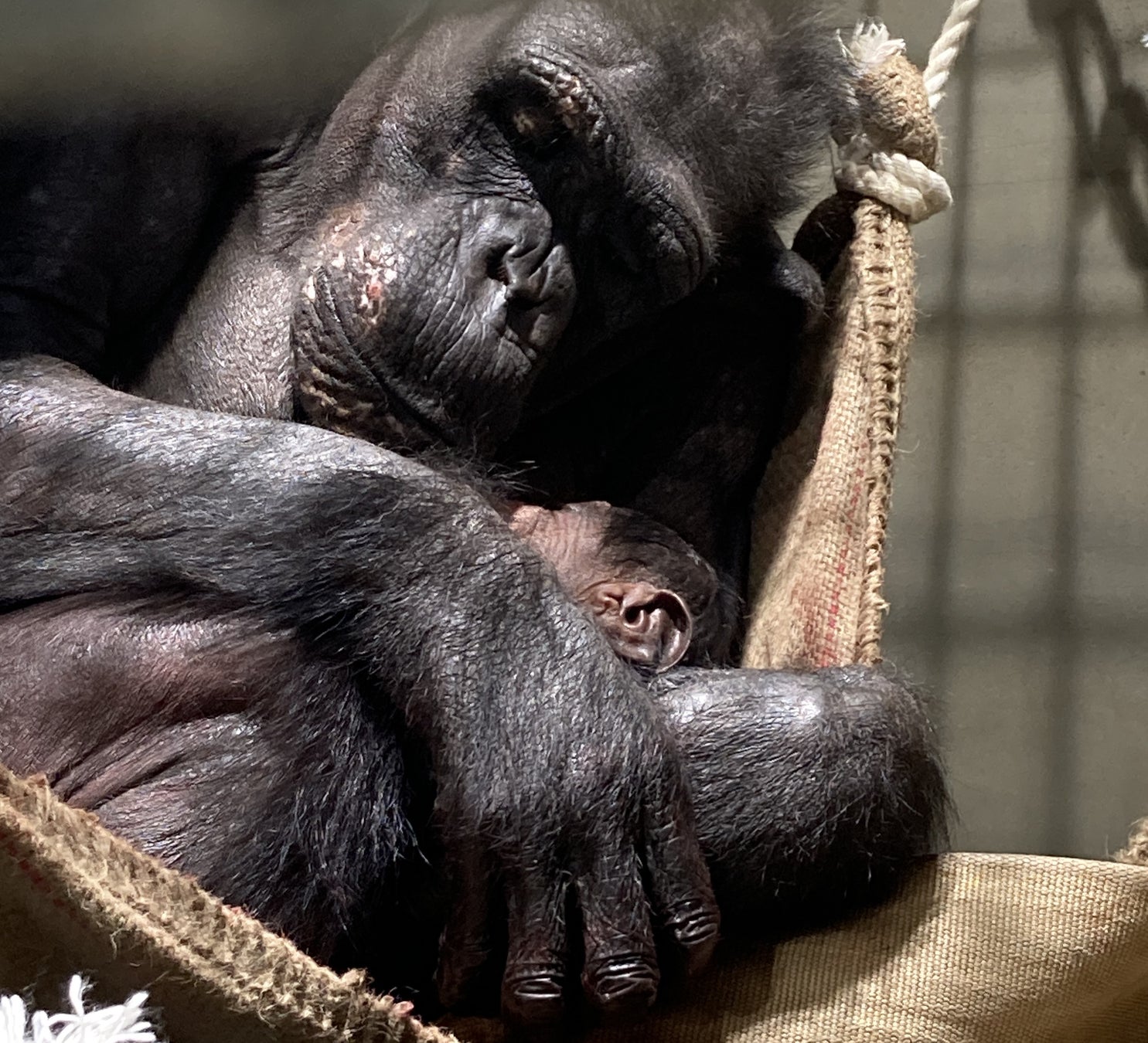 よこはま動物園ズーラシアで、6年ぶりにチンパンジーの赤ちゃんが