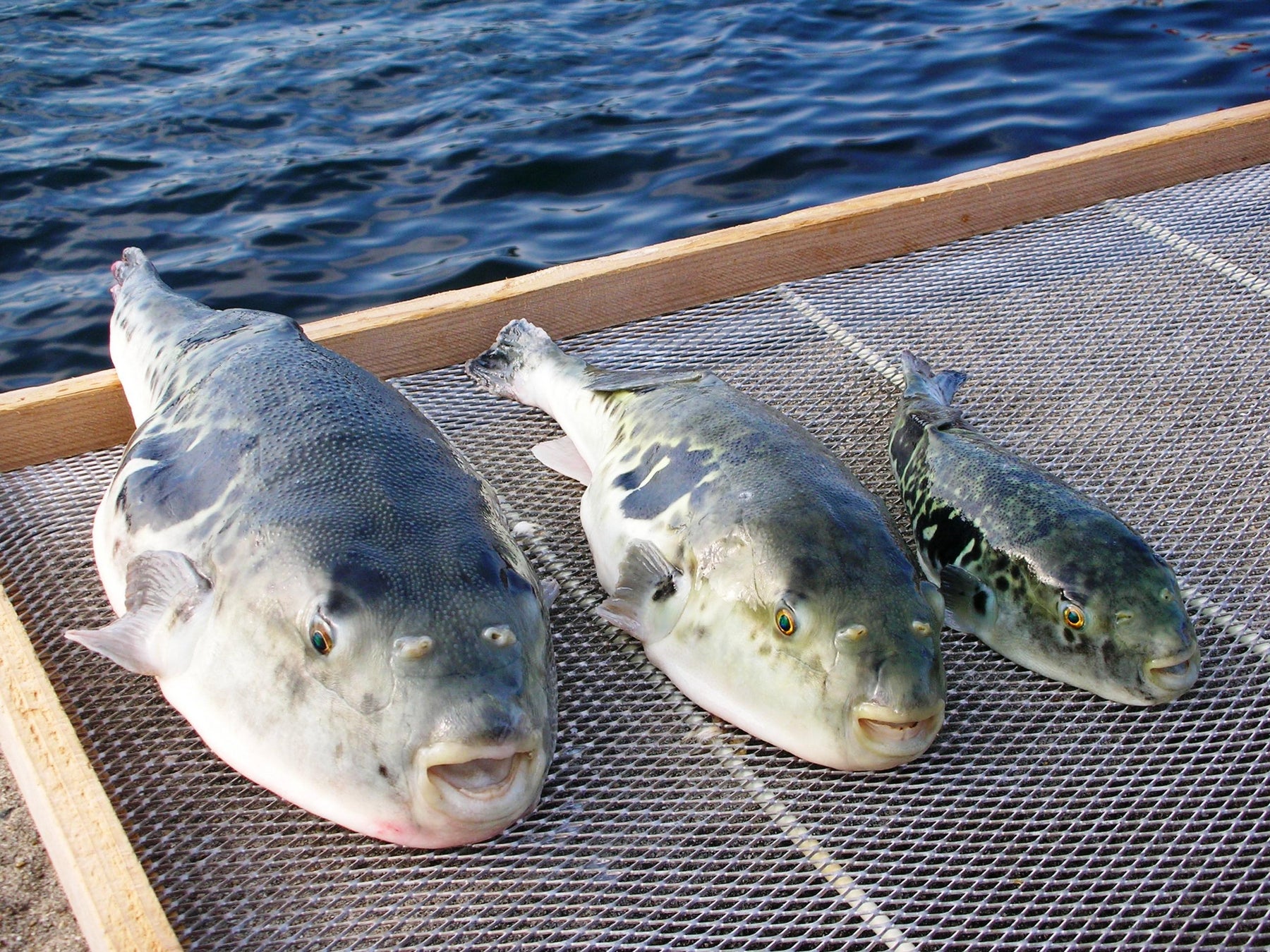 滋賀のグランピング施設「フューチャーリゾート」
特典付き限定プランなど3つのサービスが新登場!