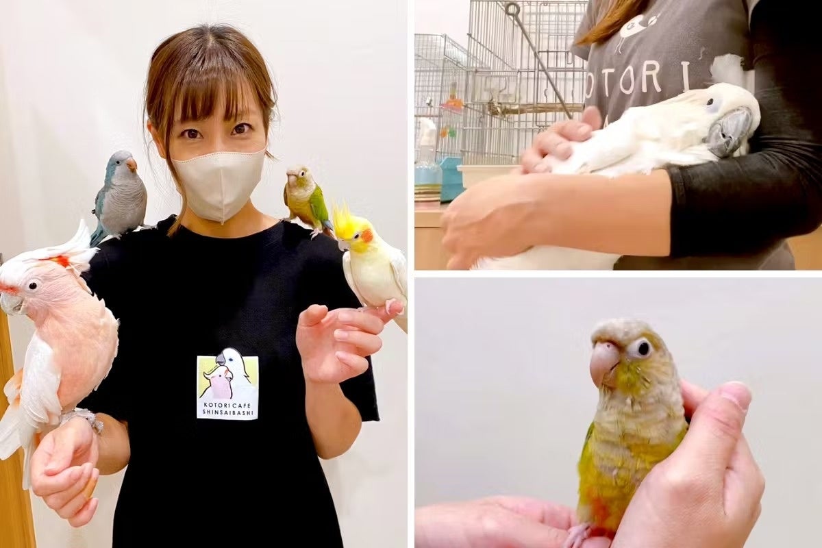 【ことりカフェ心斎橋】鳥さんと触れ合える ことりカフェ心斎橋が「ことりすまいる」にリニューアル！2023年10月25日よりクラウドファンディングを開始いたします。