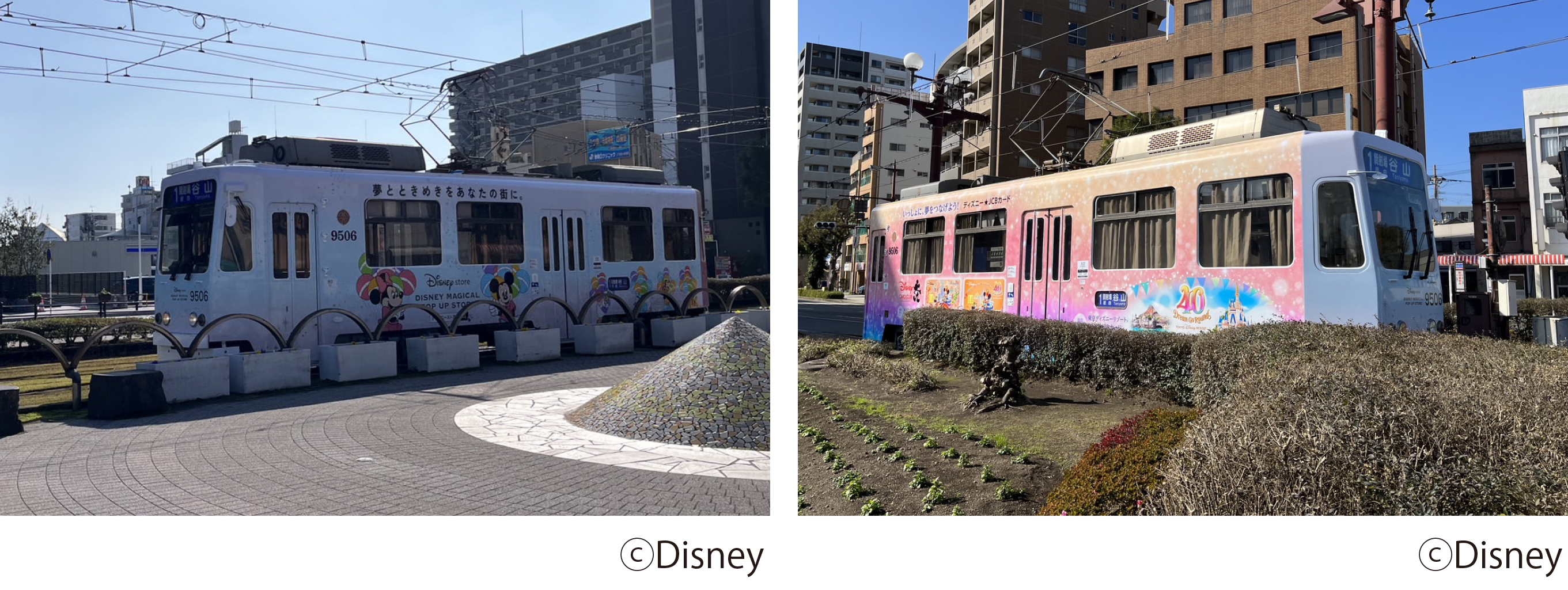 【沖縄｜美らヤシパークオキナワ・東南植物楽園】神秘の花「ヒスイカズラ」開花中