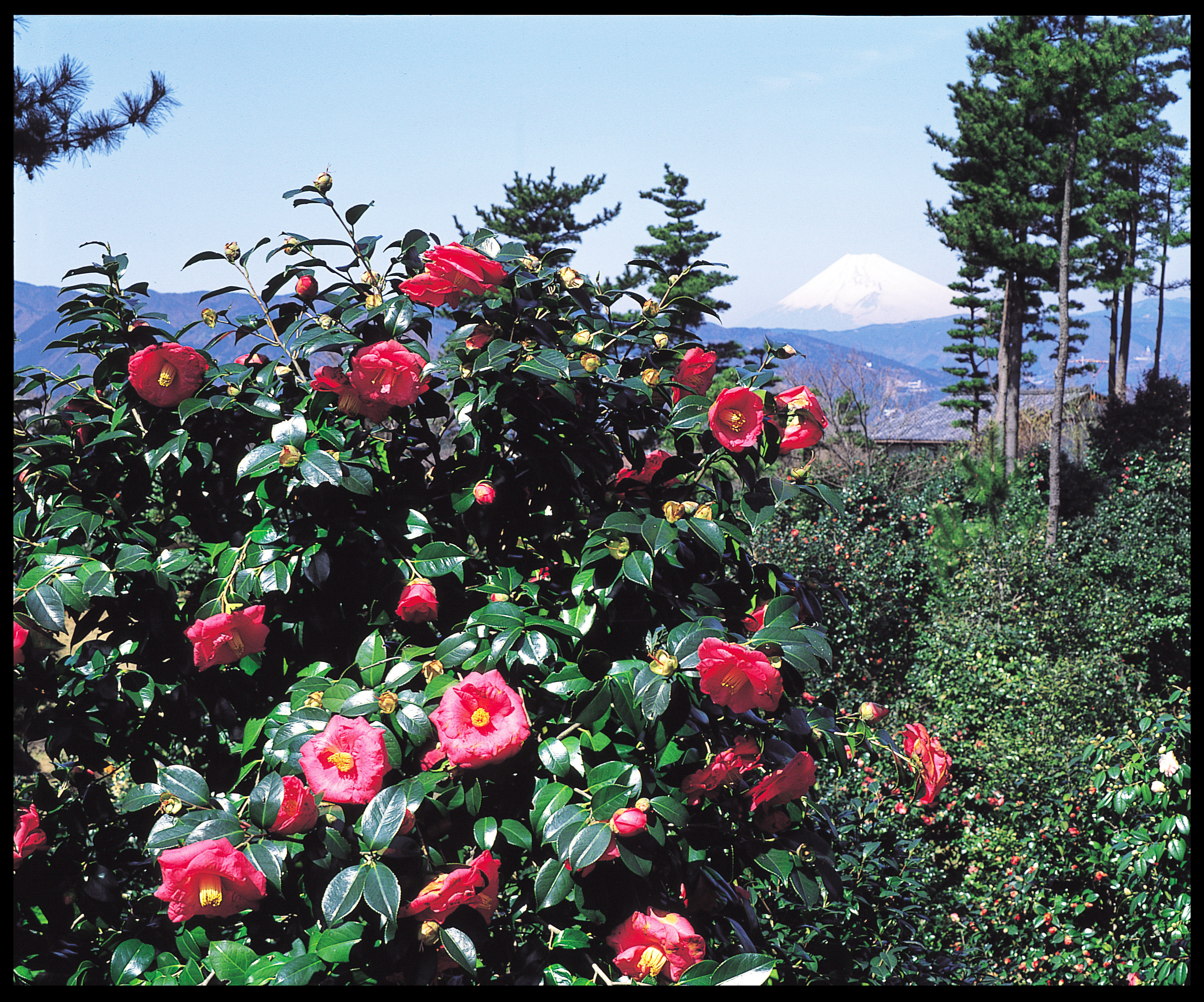 淡路島西海岸「のじまスコーラ」で春の花々を満喫 団体様限定『フラワーイタリアンコース』３月1日（金）より提供開始