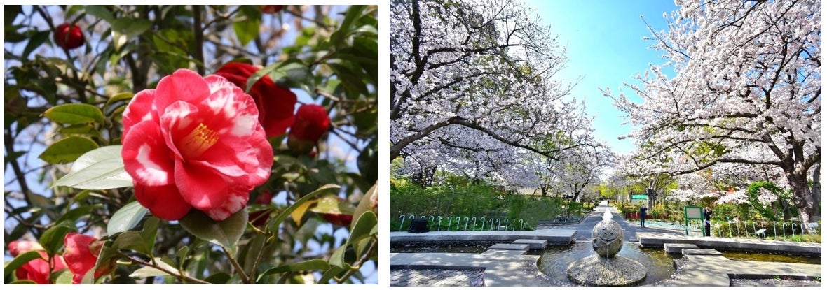 【東京マリオットホテル】桜の名所・御殿山で麗らかな春を堪能する「GOTENYAMA SAKURA BOX(ゴテンヤマ サクラ ボックス)」発売