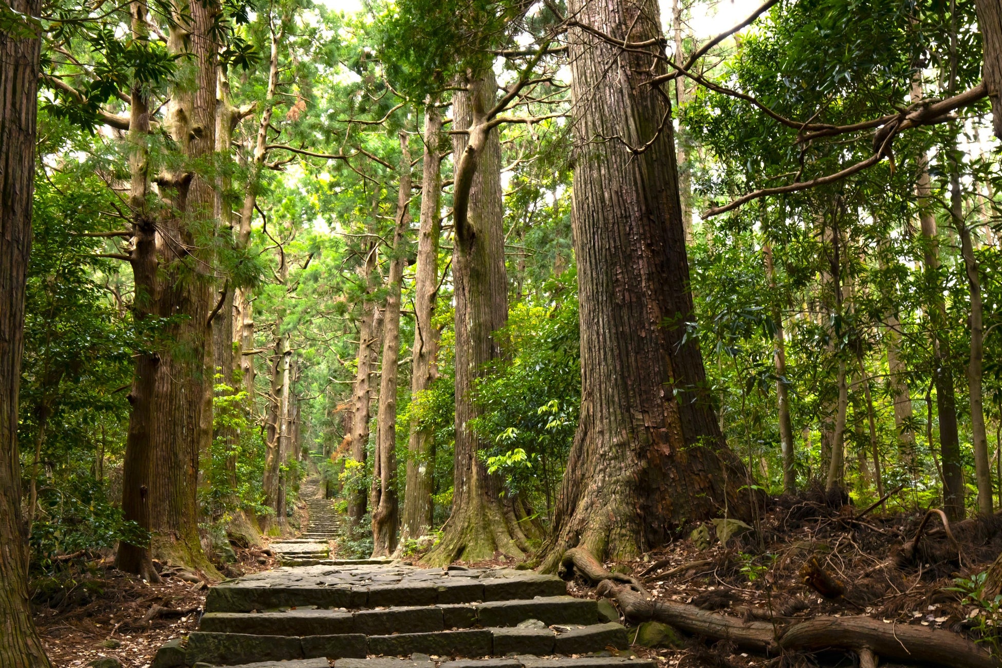 富士マリオットホテル山中湖　春の富士山を囲む華やかな情景を表現したグルメバーガー「甲州ワインビーフの“春色”富士山バーガー」を発売