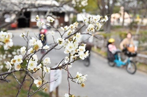 高槻市で春の訪れを告げる梅の花が咲く