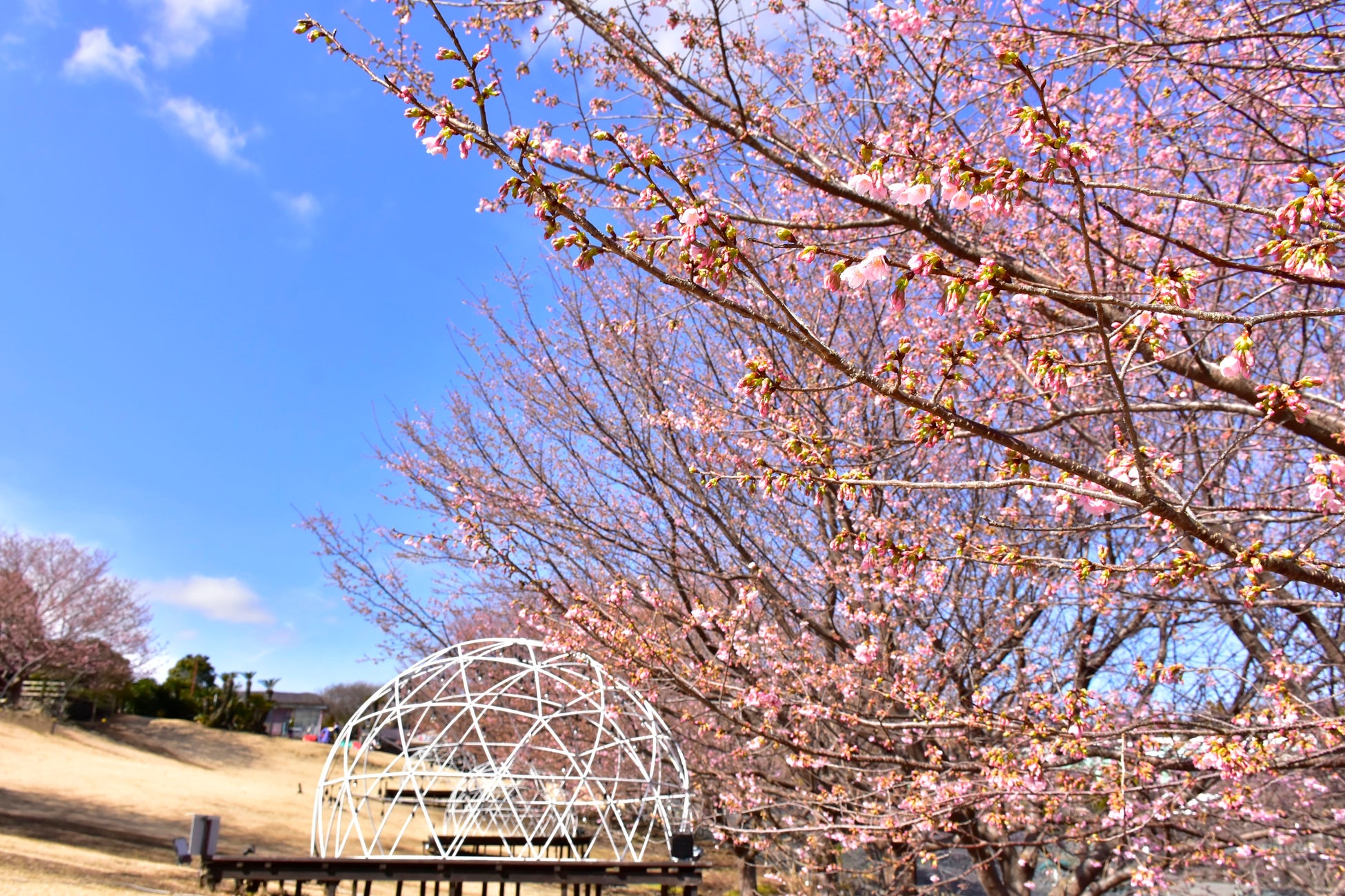 伊豆ぐらんぱる公園の「城ケ崎桜」が開花！見頃は、もうすぐ。