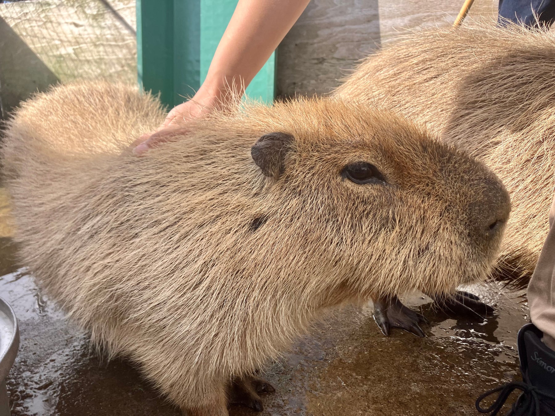 ウエスティンホテル＆リゾートがアボット・ワールド・マラソン・メジャーズとのホスピタリティコラボレーションを実施