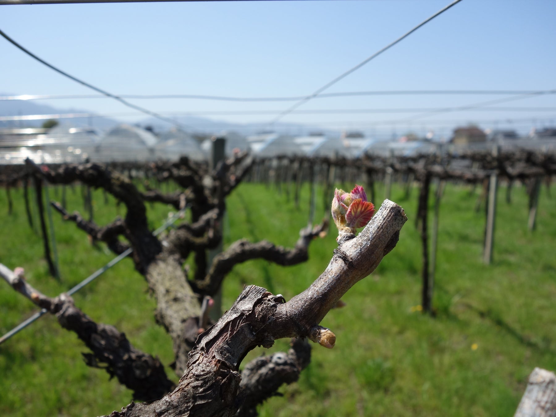 ゲーム『パラノマサイト FILE23 本所七不思議』発売1周年記念コラボイベントin スモールワールズ 開催!