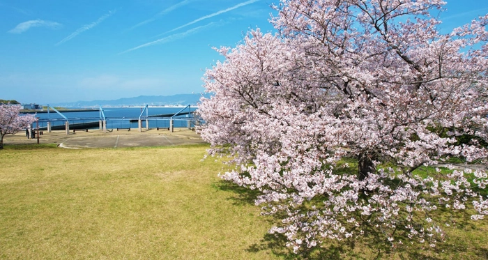 biid、海に浮かぶ都市型マリンリゾート「横浜港ボートパーク」にて、「お花見クルーズ」を3/22~4/7まで開催！