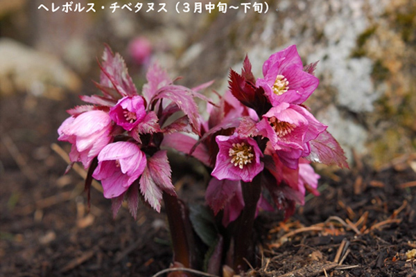 亀の井ホテル せとうち光　美しい景色が一望できる温泉と新鮮な海鮮料理を瀬戸内海から“おもてなし”