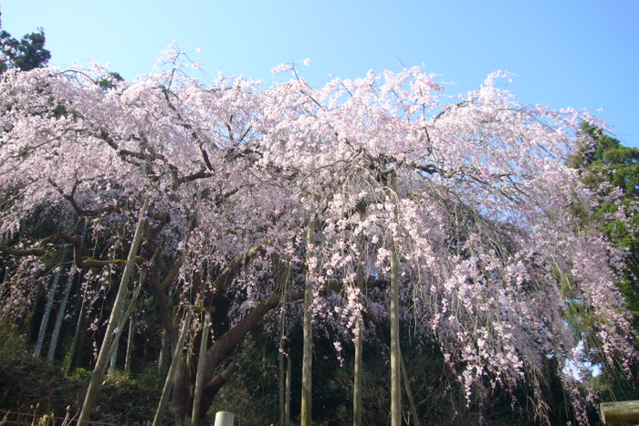 京都の世界遺産 仁和寺にて限定切り絵御朱印『春の仁和寺』の授与開始