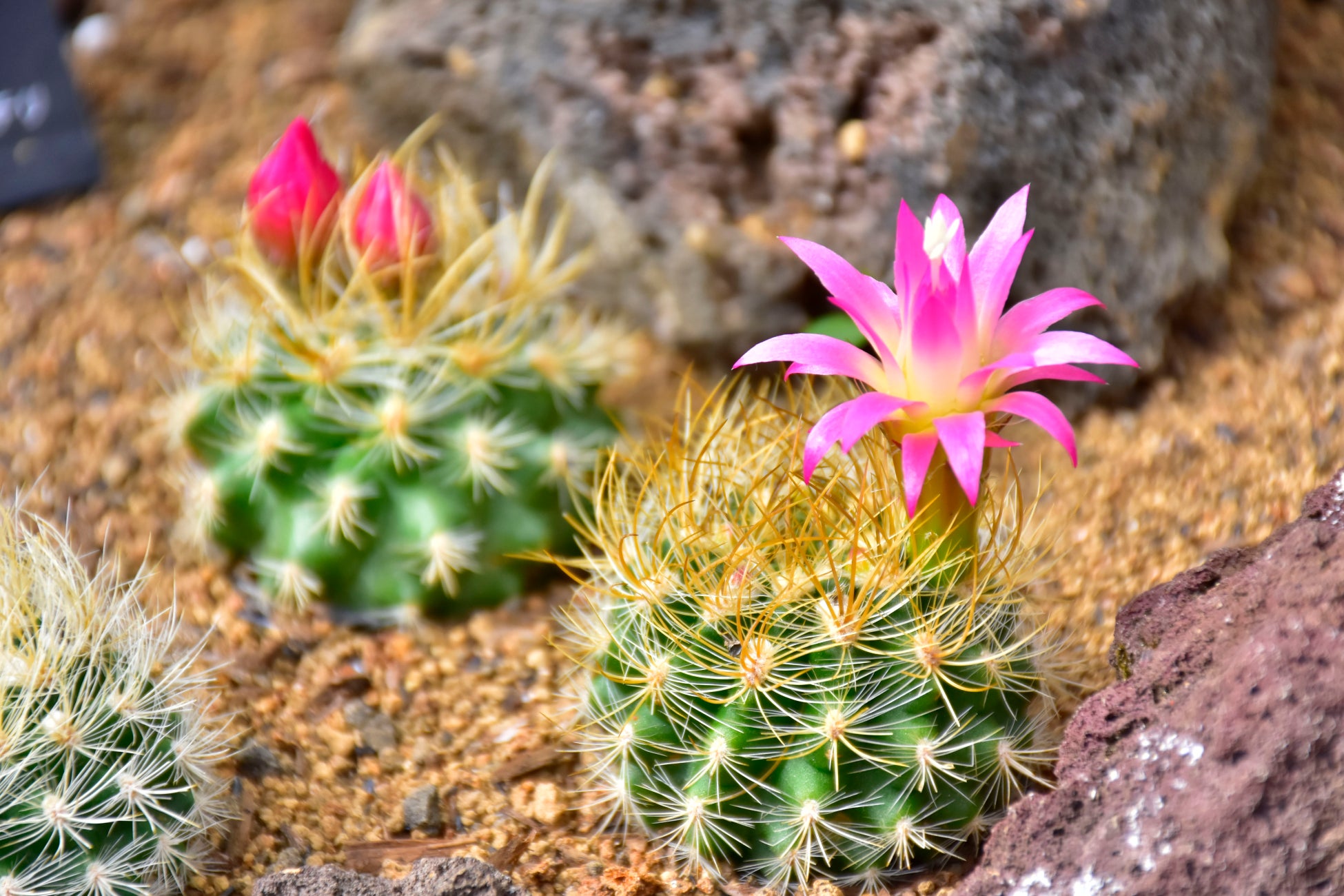 山形のテレビ番組で2年連続1位の「新旬屋本店」がラーメンスクエア（立川）に期間限定出店！