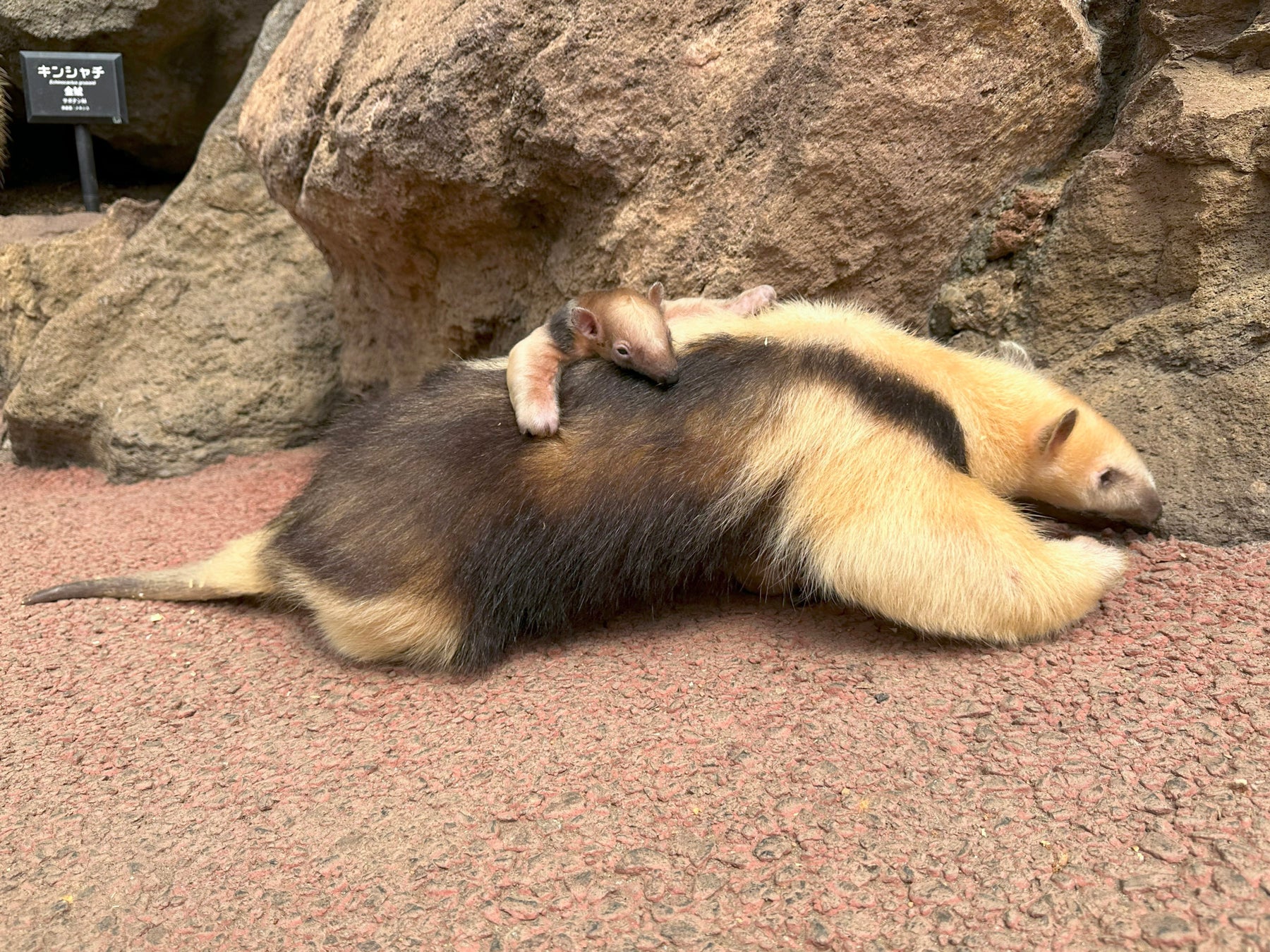 伊豆シャボテン動物公園で「ミナミコアリクイ」の赤ちゃんが2年ぶりに誕生！
