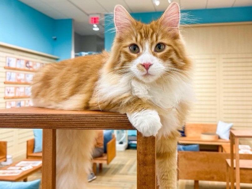 MOFFのネコカフェのハワイ第2号店『Cat Café MOFF パールリッジセンター店』がOPEN！