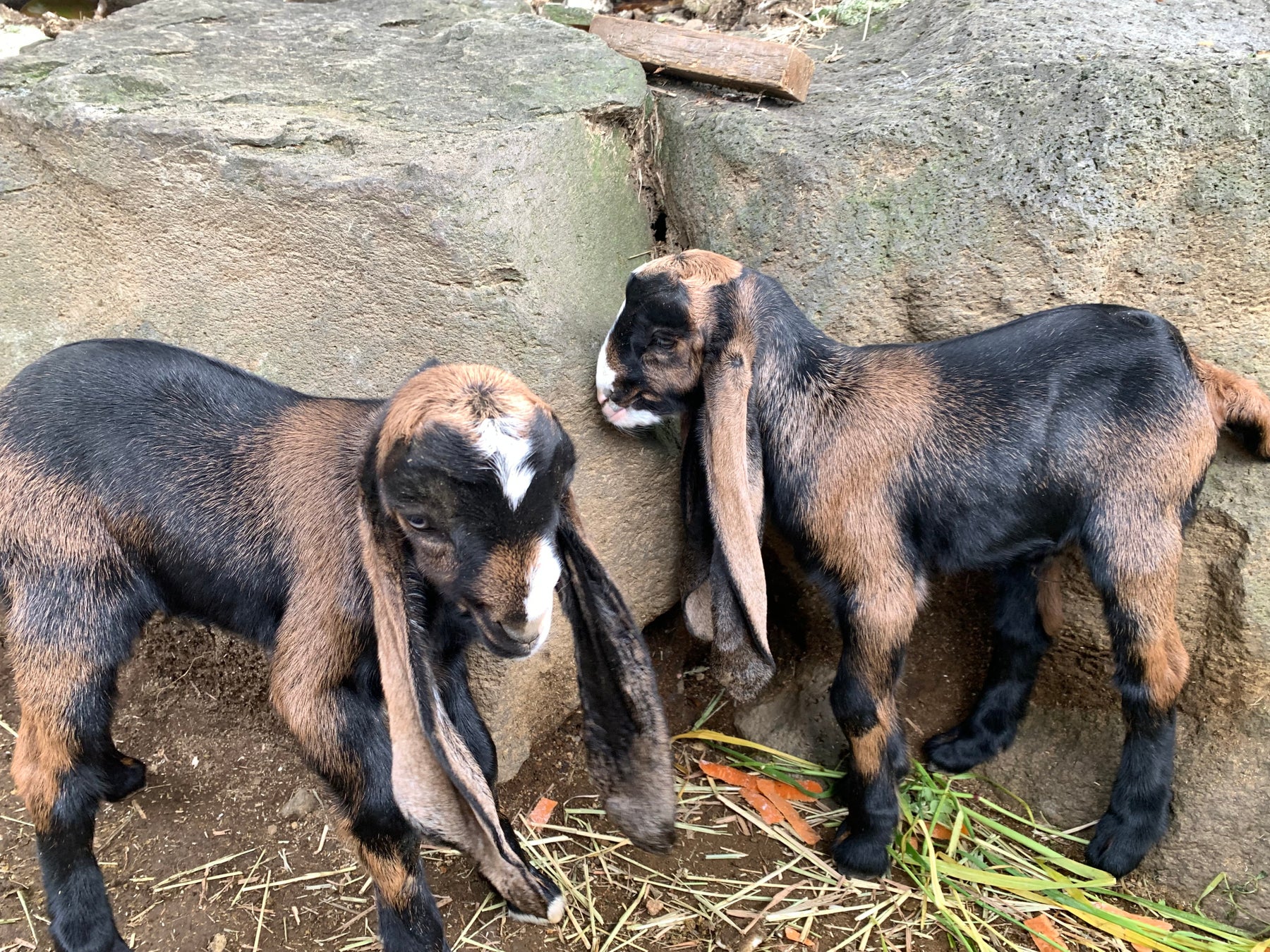 伊豆シャボテン動物公園で「ヒツジ（サフォーク）」と「ミミナガヤギ」の赤ちゃんが誕生！