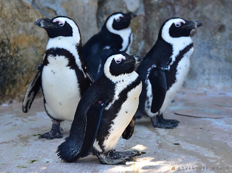 白良浜海水浴場海開きに「ケープペンギン」がパークの広報として参加「ペンギンパレード」が６月に４年振りに帰ってくる！！