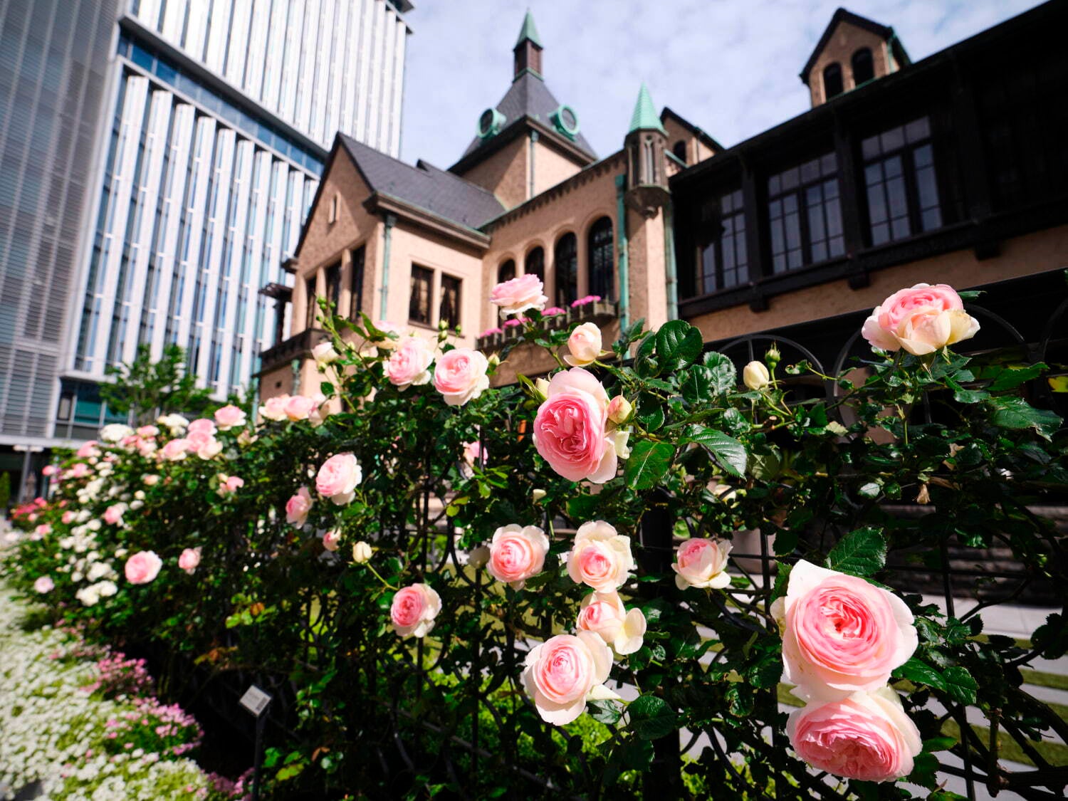 ＜千代田区・東京ガーデンテラス紀尾井町：春のイベント情報＞『KIOI ROSE WEEK 2024』を開催！～都内有数のバラ園に約90品種・600株のバラが咲き誇る～
