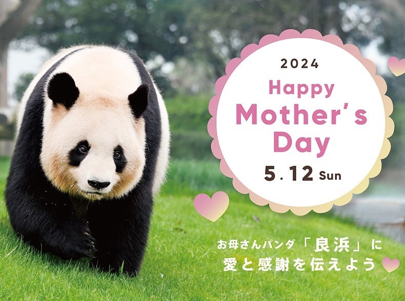 おかげさまで「ジャイアントパンダ日中共同繁殖研究30周年」お母さん おかげさまで「ジャイアントパンダ日中共同繁殖研究30周年」お母さん