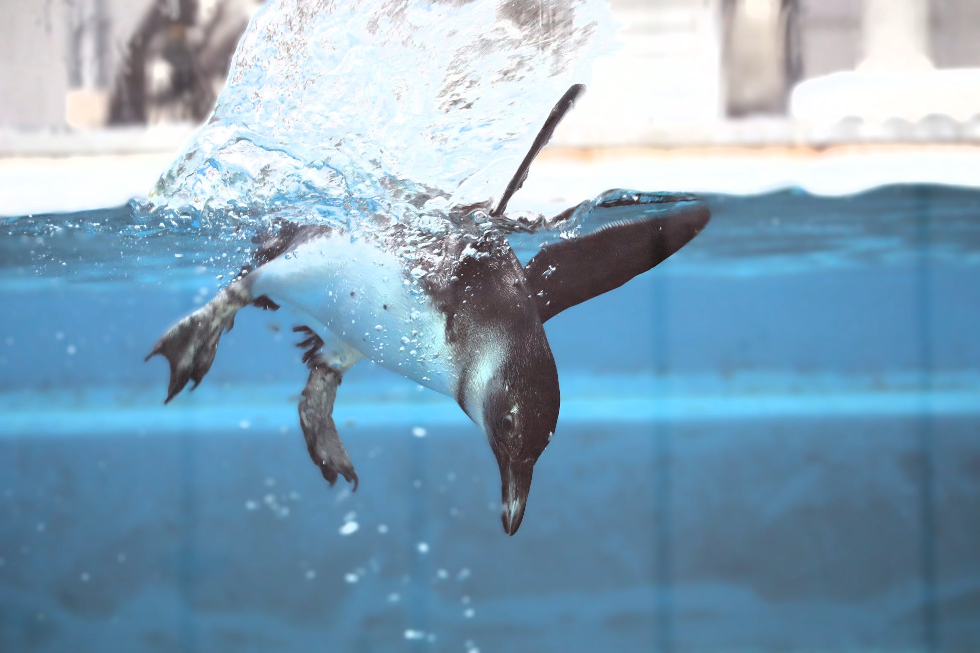 今シーズンは４羽誕生しました！四国水族館でケープペンギンの雛の愛称を募集中