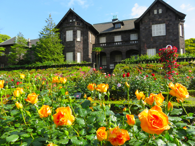 旧古河庭園に咲く見ごろのバラをご紹介！「春のバラフェスティバル」開催中！