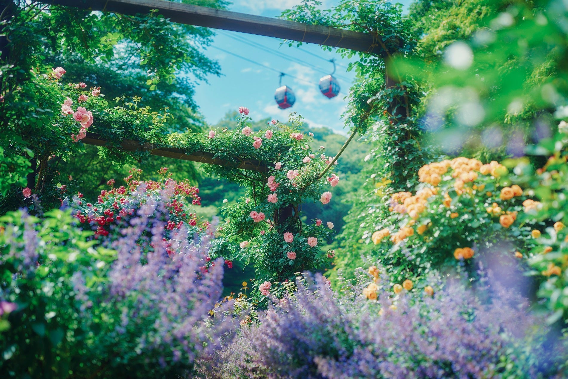 ハーブの女王”ラベンダー”と花の女王”ローズ”の競演！「ラベンダー&ローズフェア2024」を5/11（土）より開催。神戸布引ハーブ園の全ガーデンが最盛期に！彩り香り満点のロケーションが各所に登場します