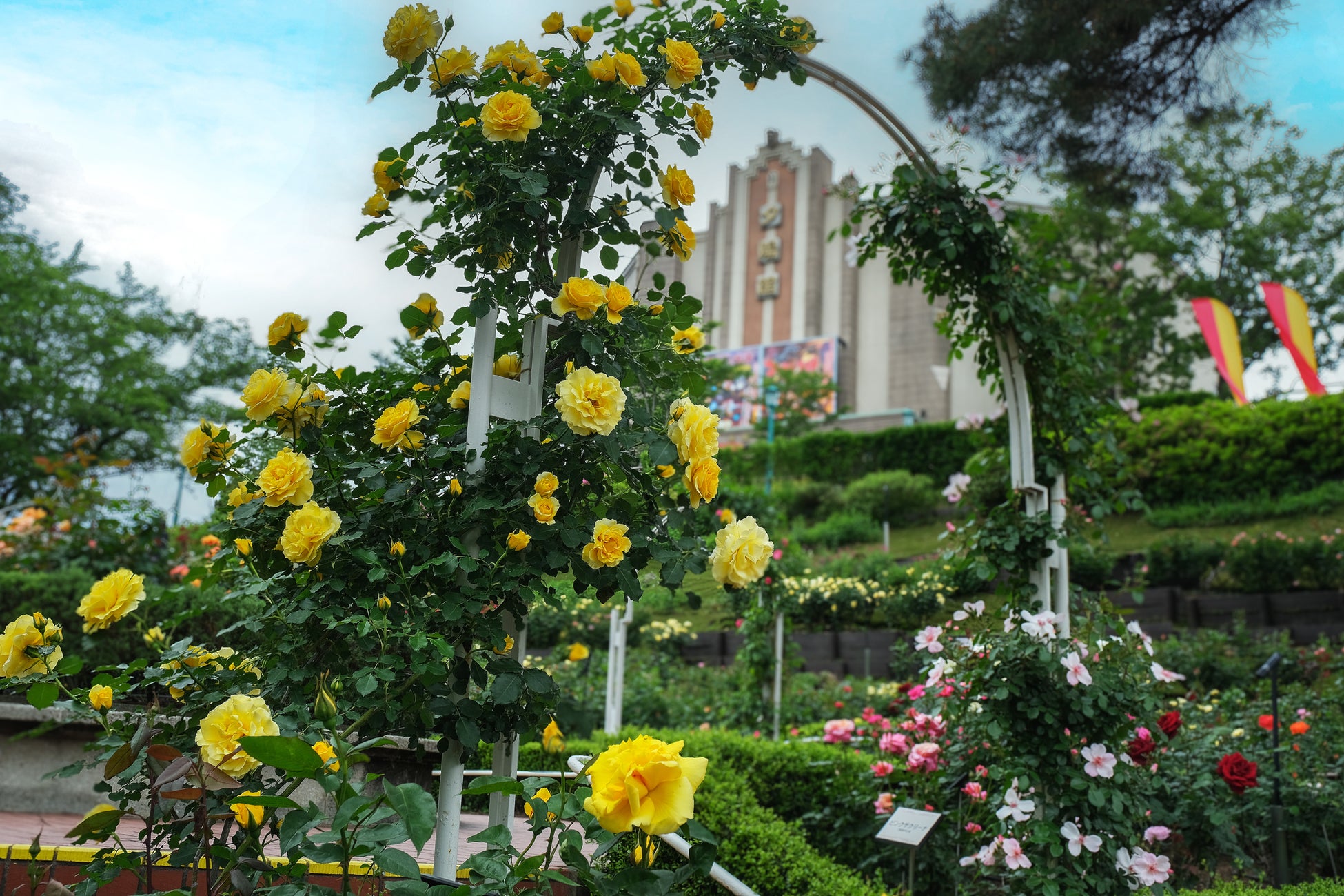 【西武園ゆうえんち】約１，３００株、１５０品種のバラが咲き誇る！華やかな香りに包まれる「バラエン」西武園ゆうえんちでは、バラが見頃を迎えています