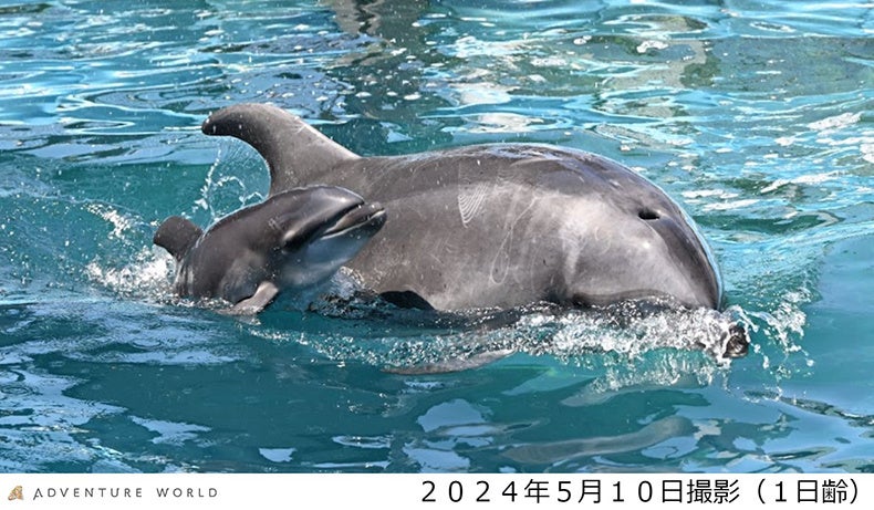アドベンチャーワールド　鯨類繁殖プロジェクト　２年振り９回目の出産　２０２４年５月９日（木）バンドウイルカの赤ちゃんが誕生しました！