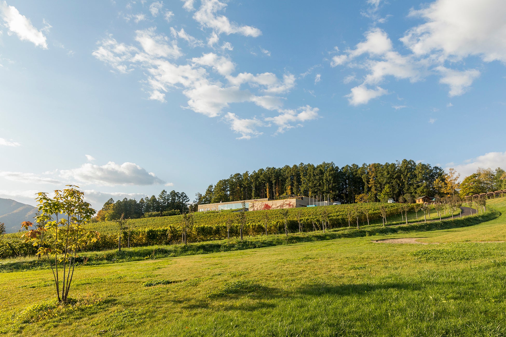 NIKI Hills Winery創業10周年 8/31に記念パーティーを開催！ | トラベルスポット