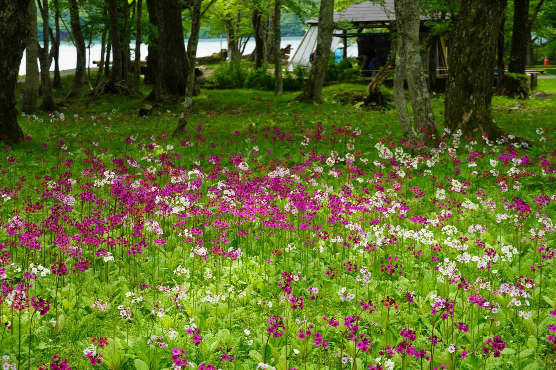 ヒルトン福岡シーホーク　18種類の本格中国料理が楽しめる飲茶ランチ「薔薇～ローズ～」7月限定メニューを2024年7月3日（水）スタート