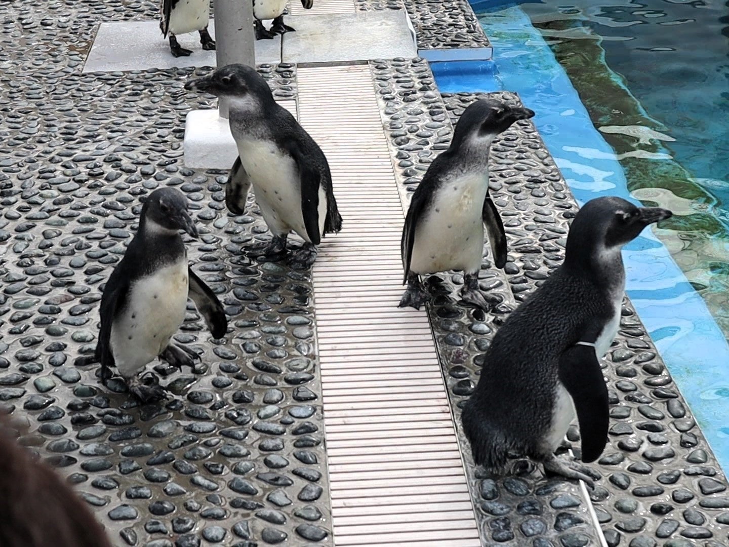 恩賜上野動物園など4つの都立動物園・水族園、アソビューの電子チケットサービスを導入