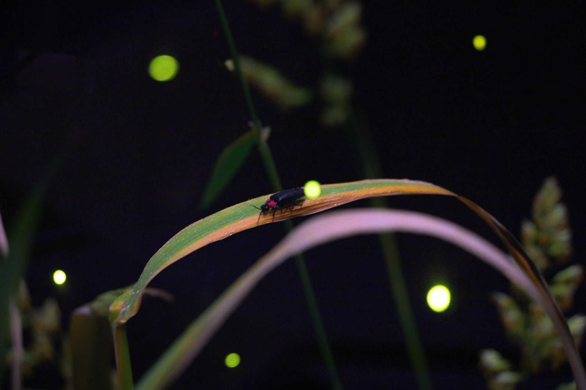 日本最高峰の花火エンターテインメントが北九州の夜空を彩る 「北九州シティポップ花火」開催決定！