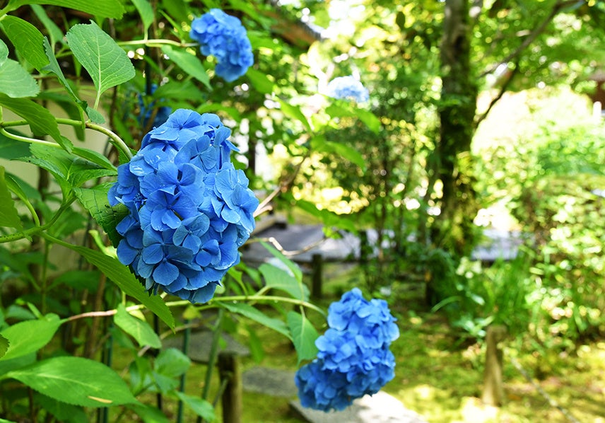 注目の展示内容発表！
体長約２ｍの巨大なムシの模型が空を飛ぶ？！
特別展「昆虫 MANIAC」
そのマニアック過ぎる内容とは？！

“蚕蛾”や“ロージーメープルモス”の
大きなぬいぐるみなど
MANIACなグッズ付き前売チケット
6月15日(土)より発売！