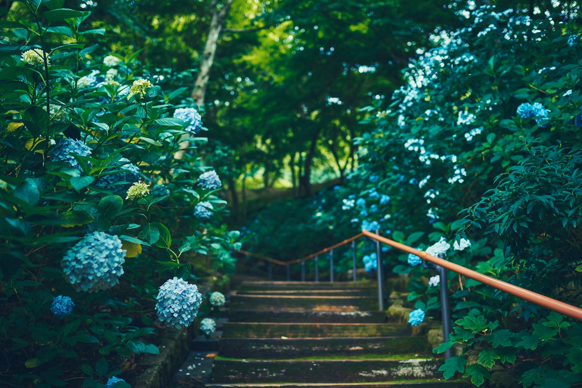 旧古河庭園では春バラ二番花が見ごろ入り！「春のバラフェスティバル」は6/30(日)まで開催しています