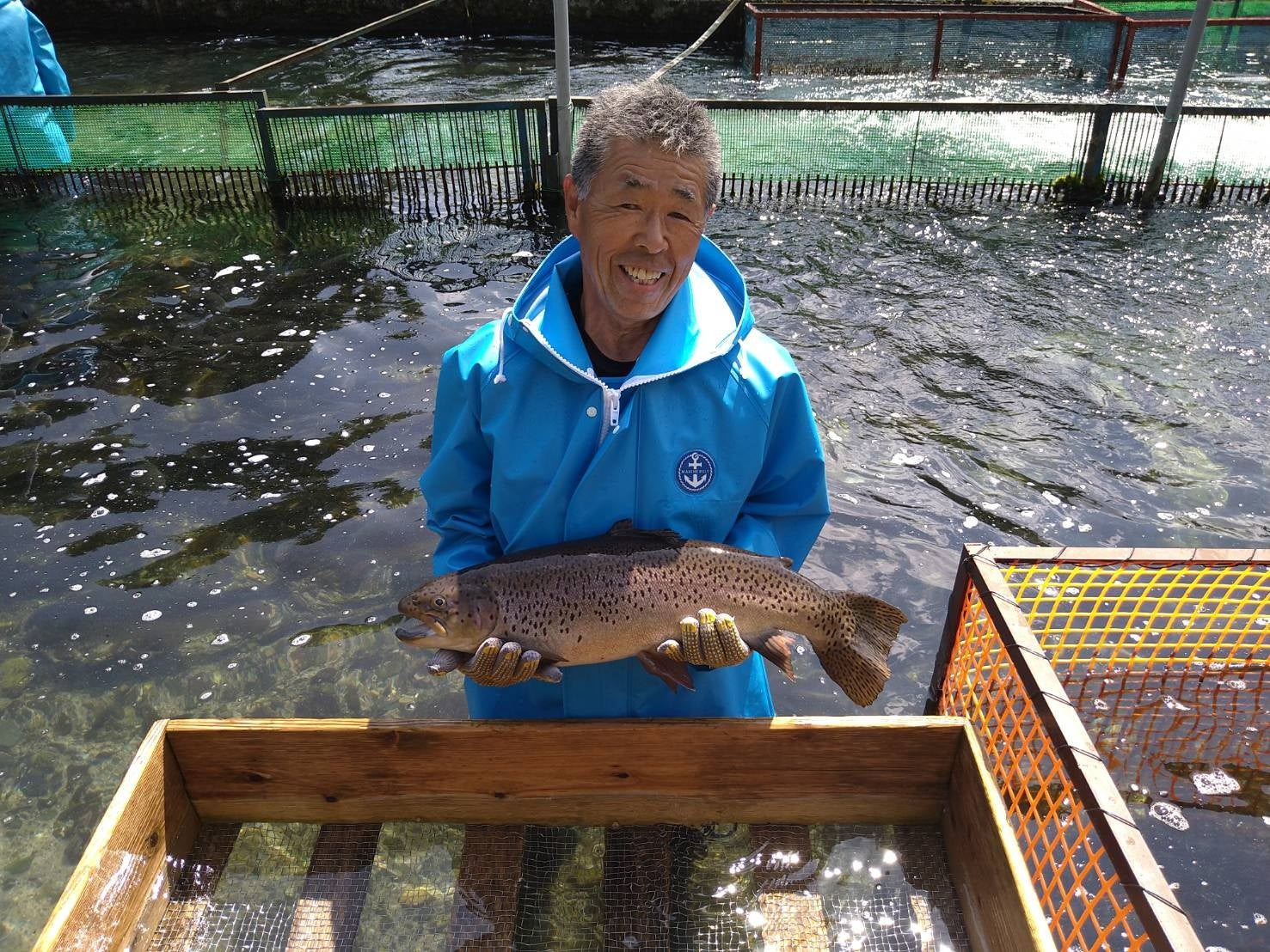 六甲高山植物園 日本の里山に咲く固有種 ササユリが咲きました！