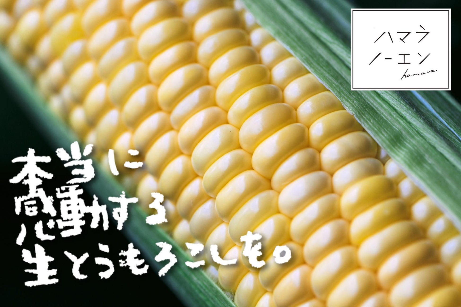 7月27日(土)限定　お一人様￥25,000-毎年夏に大人気の花火クルーズ。芦屋沖花火大会 コンチェルトクルーズプラン船上で花火を見よう！！【フレンチコース】