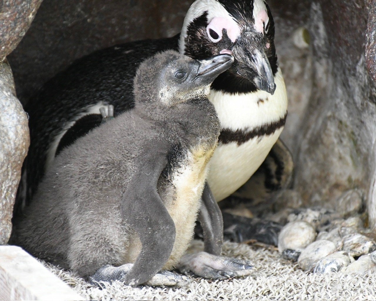 飼育スタッフもびっくり！驚異の成長スピードを見せるケープペンギンの赤ちゃんの愛称投票！