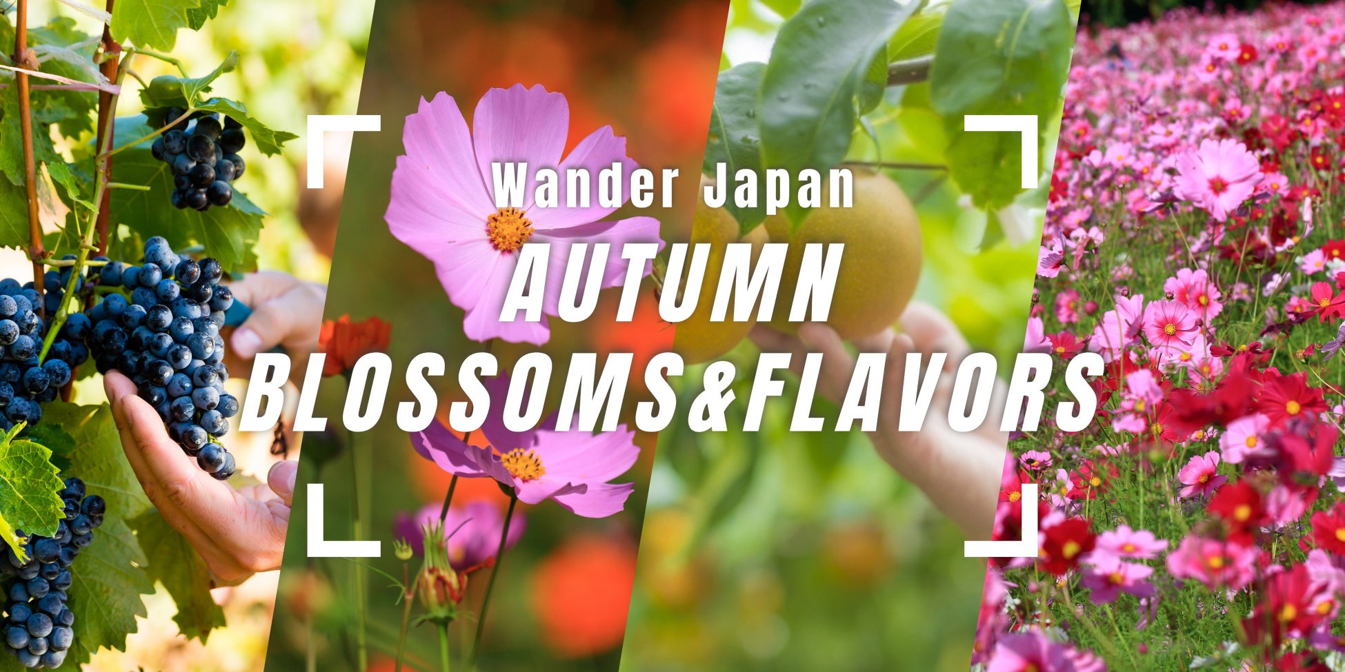 インバウンド向け体験コンテンツ「Wander Japan」日本の秋を堪能できる”Autumn Blossoms and Flavors”が開催決定！