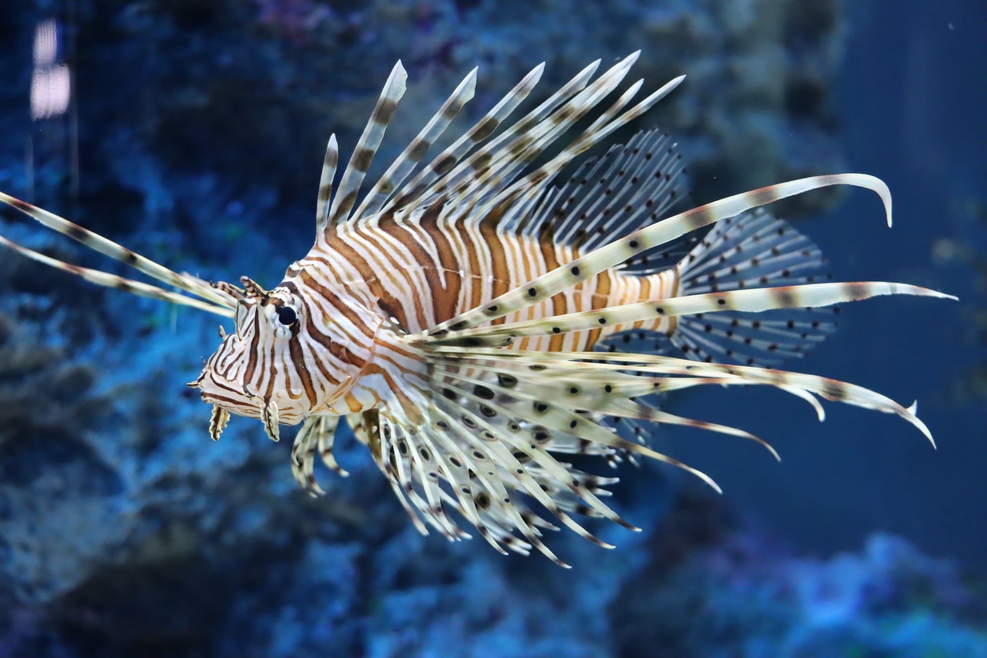 樫尾俊雄発明記念館で小学生向け夏休み企画展示を開催