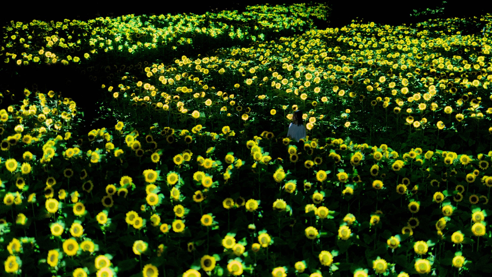 「チームラボ ボタニカルガーデン 大阪」、2万株のヒマワリが夜の植物園で一面に光り輝く作品を公開。展示期間は、8月3日(土)から。