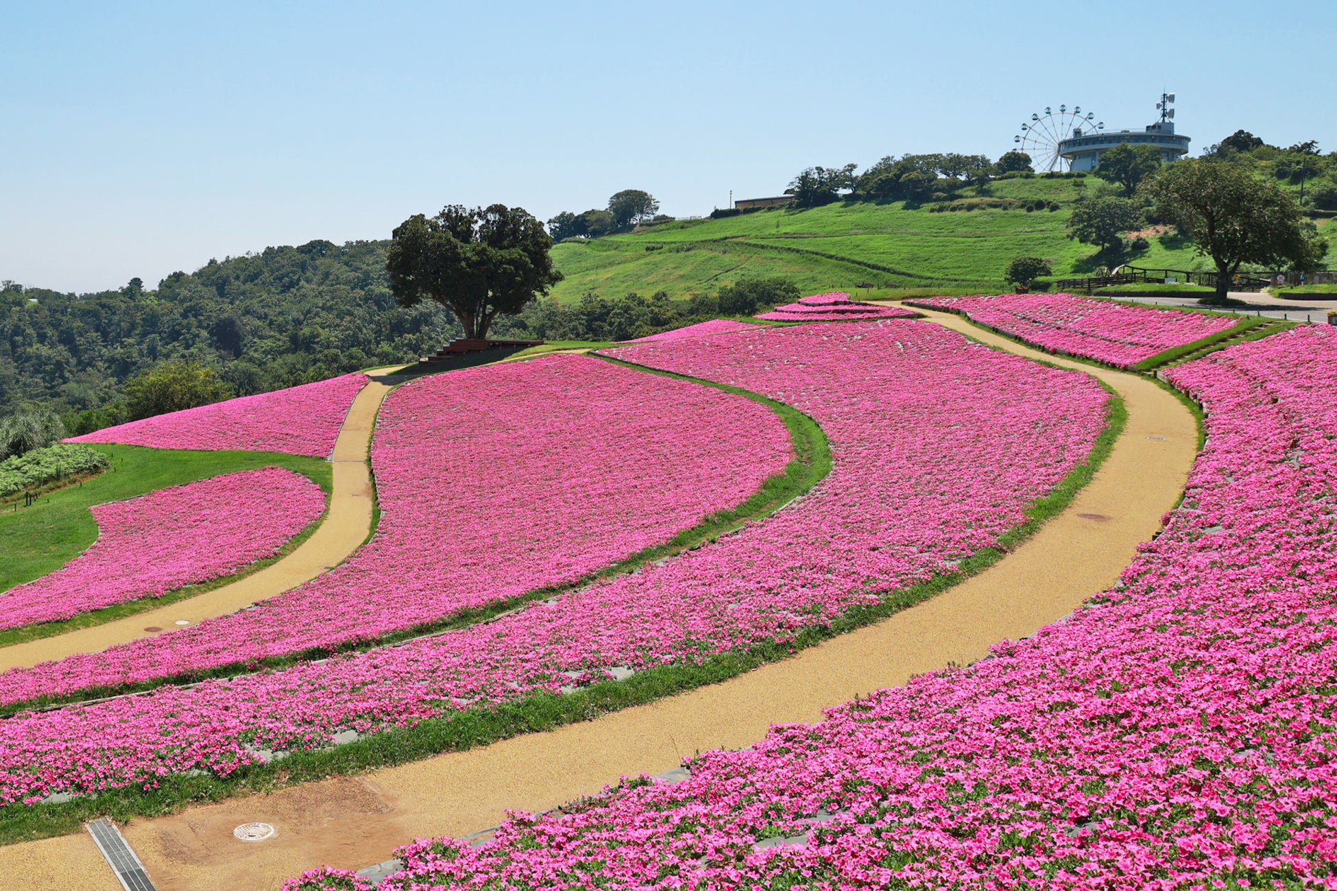 マザー牧場に桃色の絶景が登場！2万株の花が咲く『桃色吐息』の花畑が見頃入り！