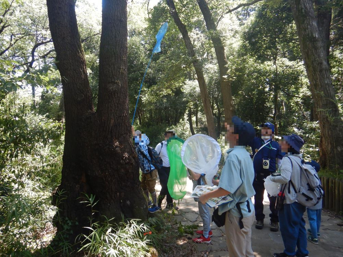 虫好き集まれ！小山田緑地で8月22日(木)「夏の昆虫観察会～昆虫観察入門～」開催します！