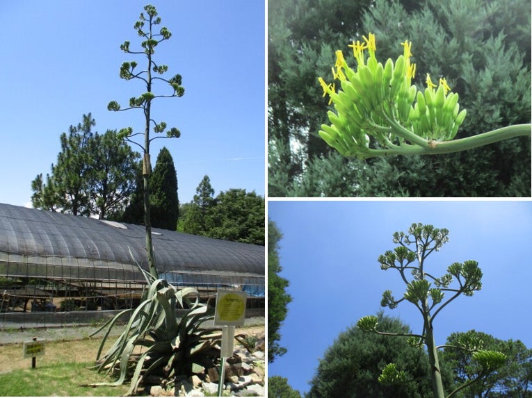 全国で注目されている植物が加古川市でも開花　日岡山公園の「数十年に一度咲く花」リュウゼツランが26年の時を経て開花